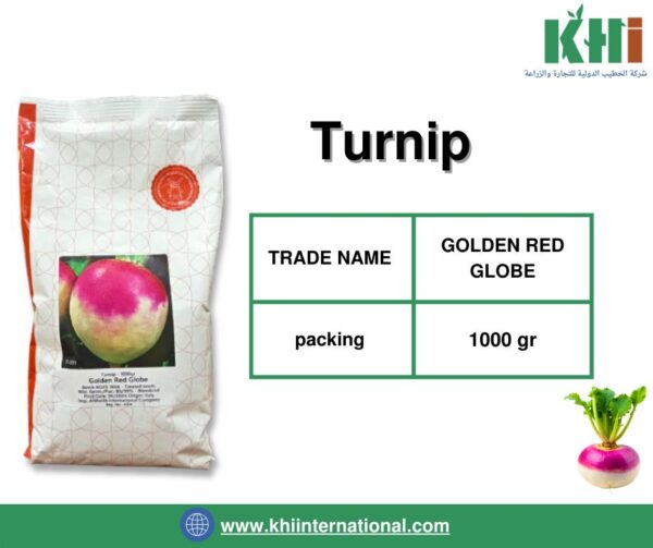 TURNIP (بذور اللفت)